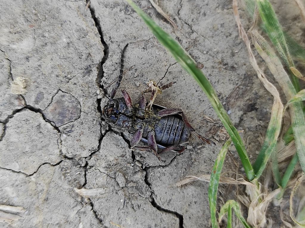 Cerambycidae: Dorcadion etruscum, maschio